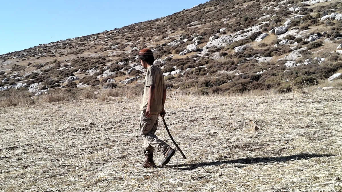 An Israeli settler from the "Hilltop Youth" movement on land belonging to a Palestinian from Mukhmas, in the occupied West Bank, on June 2, 2024.